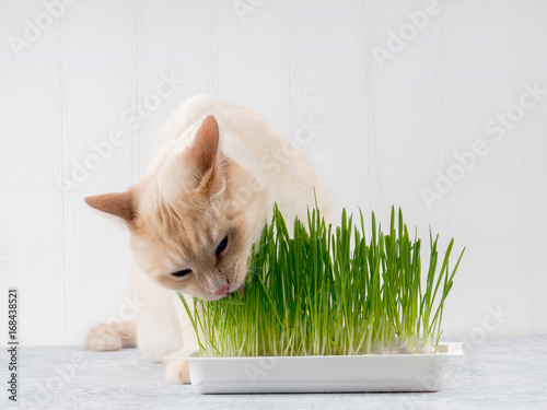 Cat is eating fresh green grass. Cat grass, pet grass. Natural herbal treatment, white, red pet cat eating fresh grass, green oats, emotionally, copy space, the concept of the health of Pets