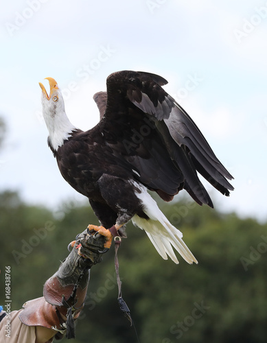 Close up of a Bald Eagle landing on a falconers glove and calling