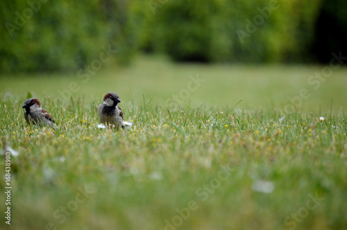 Sperlinge auf der Wiese © Christian