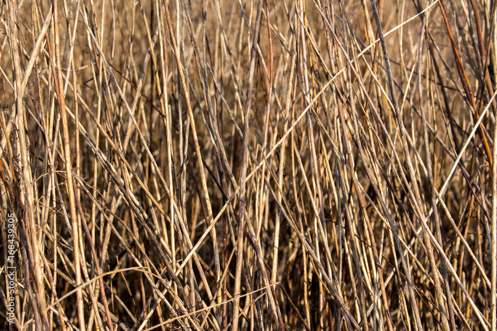 Fototapeta premium Dry grass background texture