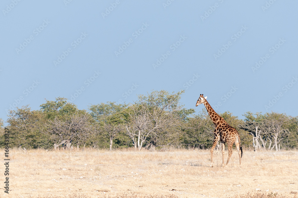 Obraz premium Namibian giraffe walking against a backdrop of mopani trees