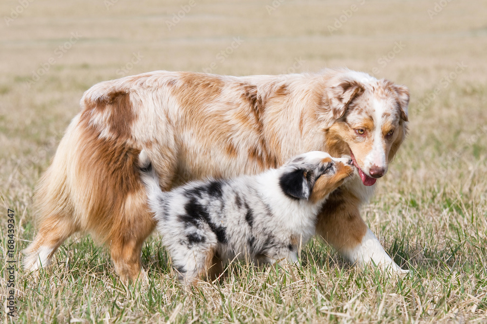 Portrait of nice australian shepherd dog Portrait of nice australian shepherd dog