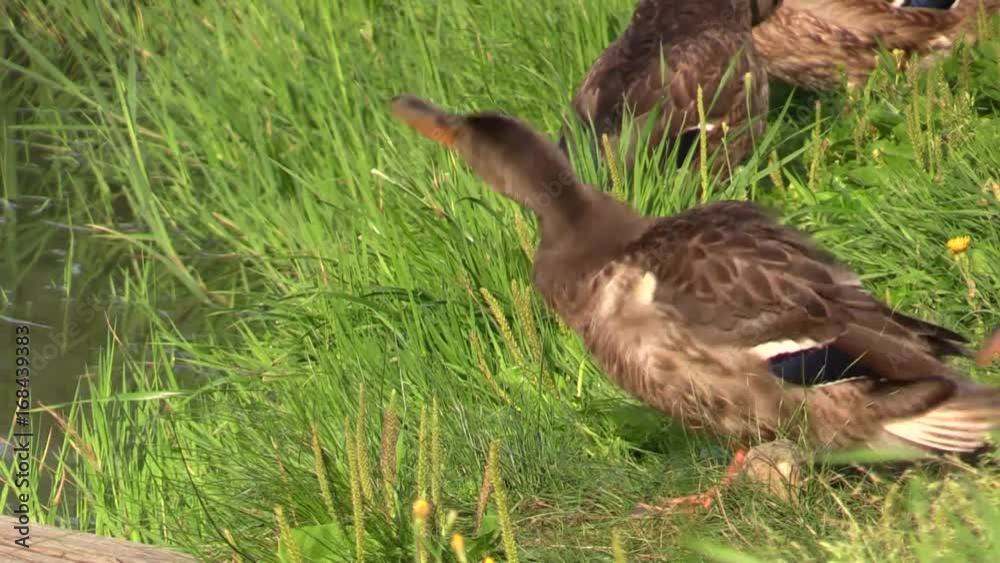 Young Mallard duck on the Bank near the river. Young Mallard duck on the Bank near the river.