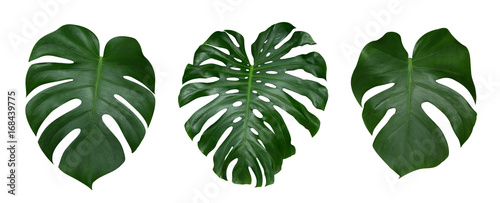 Fotografiet Monstera plant leaves, the tropical evergreen vine isolated on white background,
