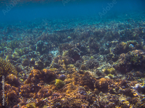 Fototapeta Naklejka Na Ścianę i Meble -  Korallenriff in Indonesien