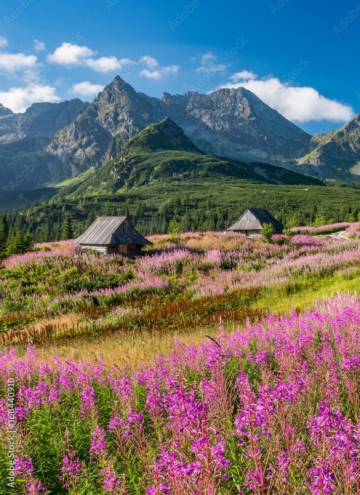 Fototapeta premium Tatra mountains, Poland landscape, colorful flowers and cottages in Gasienicowa valley (Hala Gasienicowa), summer