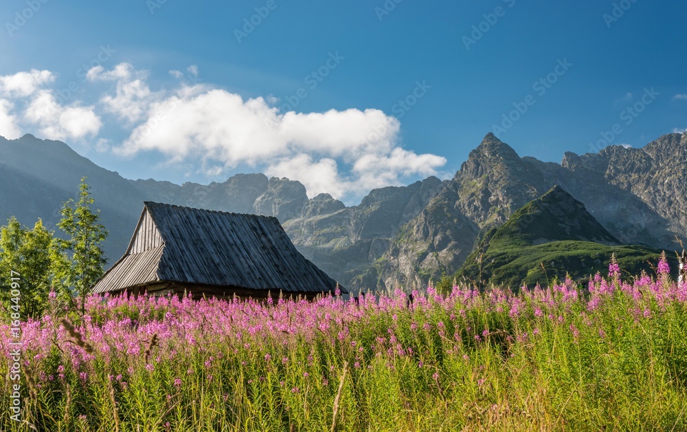 Fototapeta premium Tatra mountains, Poland landscape, colorful flowers and cottages in Gasienicowa valley (Hala Gasienicowa), summer