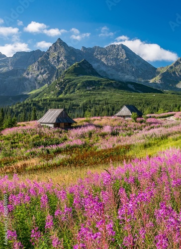 Tatra mountains, Poland landscape, colorful flowers and cottages in Gasienicowa valley (Hala Gasienicowa), summer