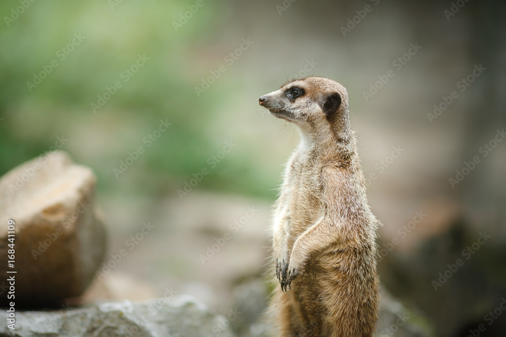 Fototapeta premium Meerkat standing on stone