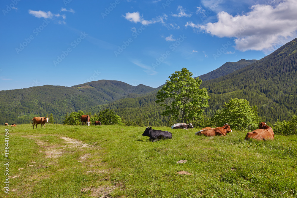 Fototapeta premium herd of cows grazing on mountain