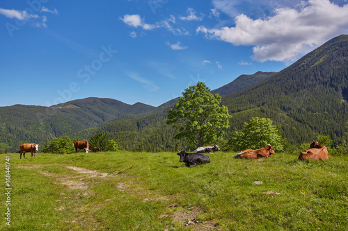 Green meadow in mountains and cows