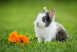 Little rabbit with flowers in summer