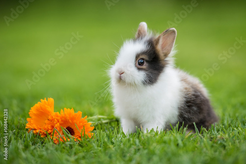 Little rabbit with flowers in summer