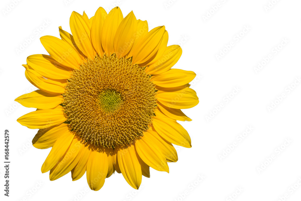 Fototapeta premium Sonnenblume Nahaufnahme