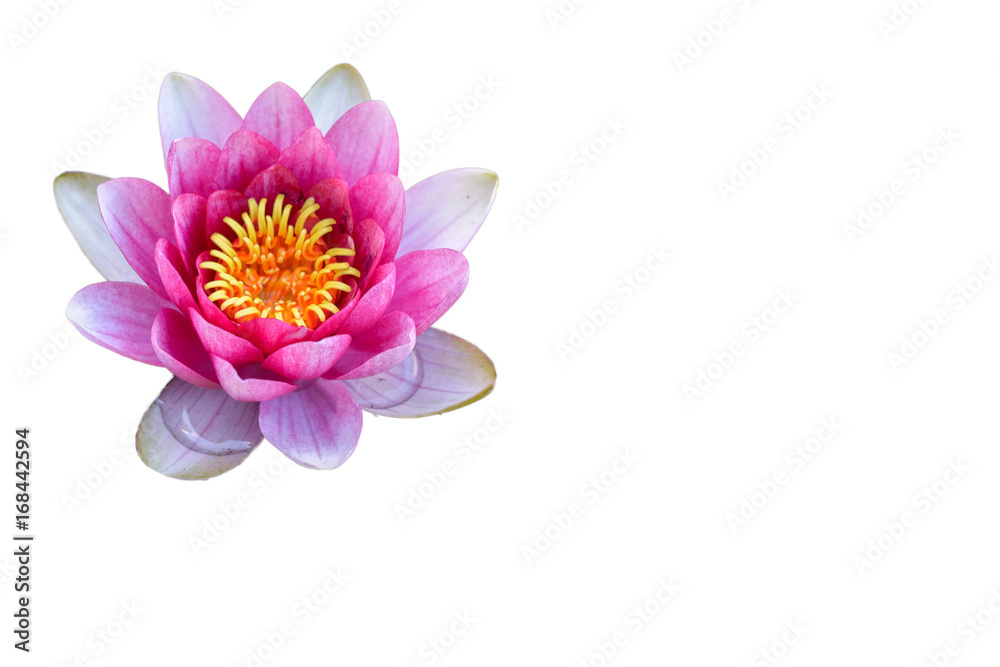 Seerose Seerose