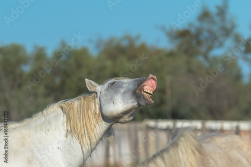 Camargue horse neighing in a field, funny head

