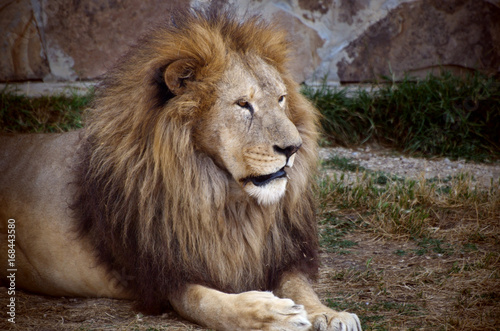 Close-up portrait of a old fluffy Lion