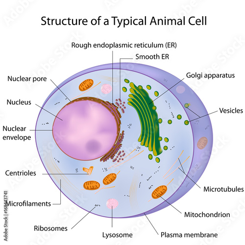 A typical cell, labeled photo