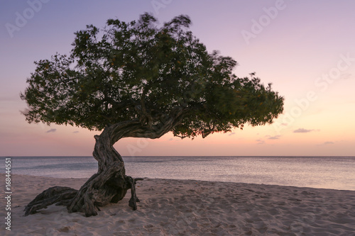Vászonkép The famous Eagle Beach divi divi tree of Aruba