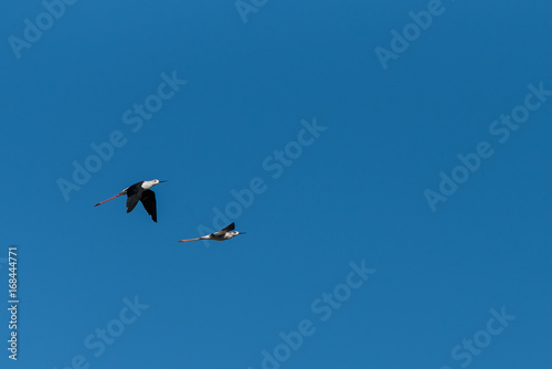 Black-winged stilt, himantopus himantopus, birds flying in blue sky 