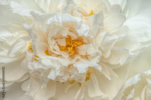 Fototapeta Naklejka Na Ścianę i Meble -  Heart of a white peony blossom or bloom