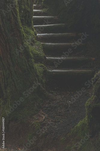 A mysterious staircase in a dark forest