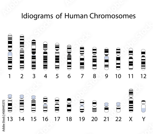 Idiogram of human chromosomes photo