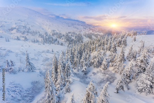 Spruce Tree Forest Covered by Snow in Winter © Ryzhkov Oleksandr