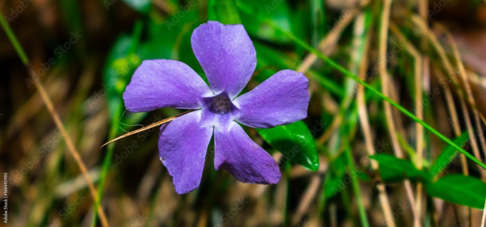 Violette Blüte