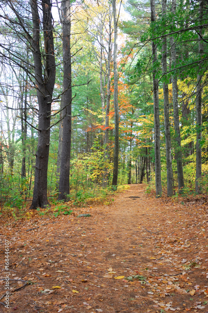 trail with fallen leaves in the autumn woods trail with fallen leaves in the autumn woods