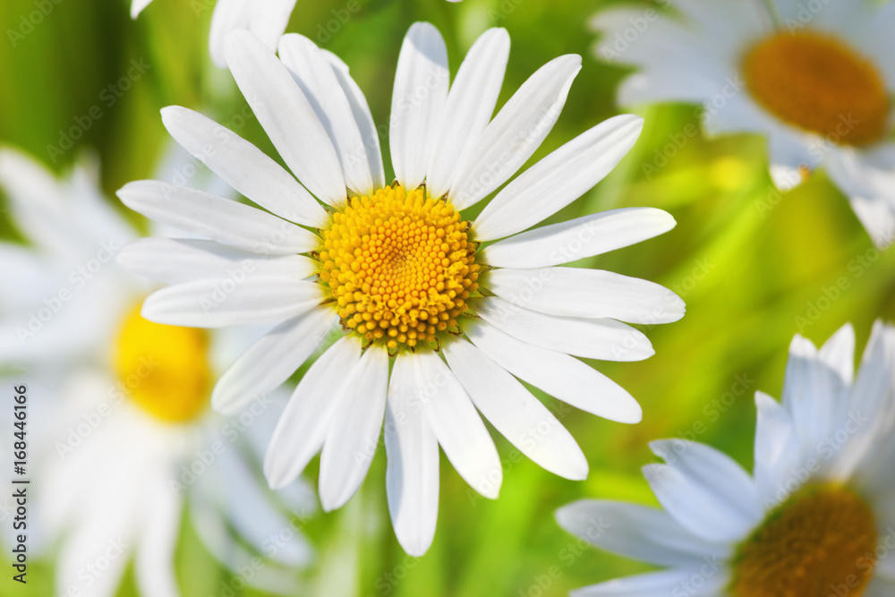 Fototapeta premium Chamomile among flowers