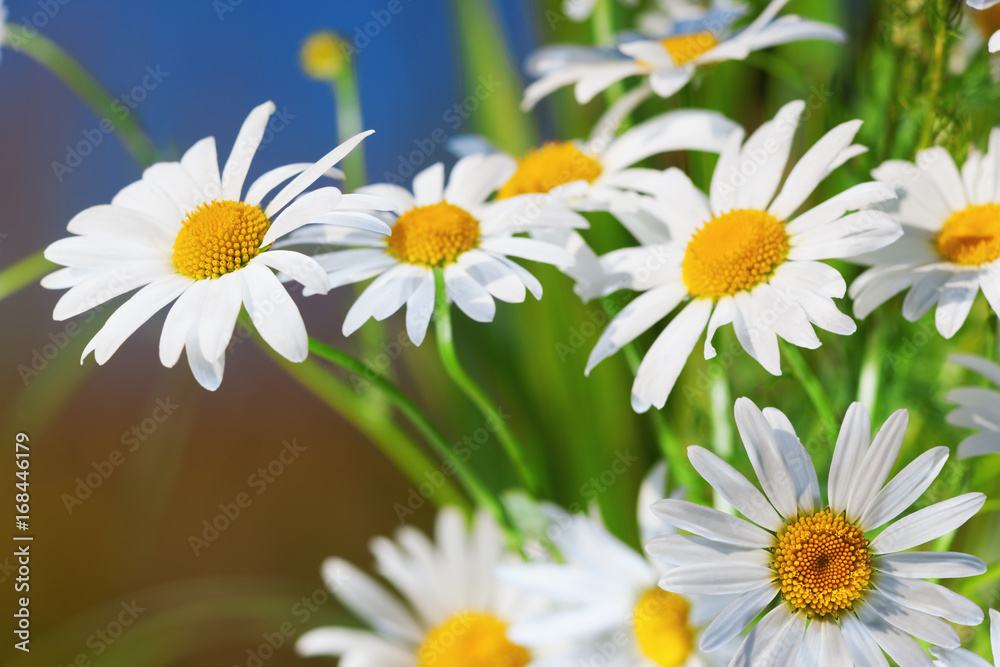 Fototapeta premium Chamomile among flowers