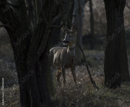 Capriolo nel Bosco
