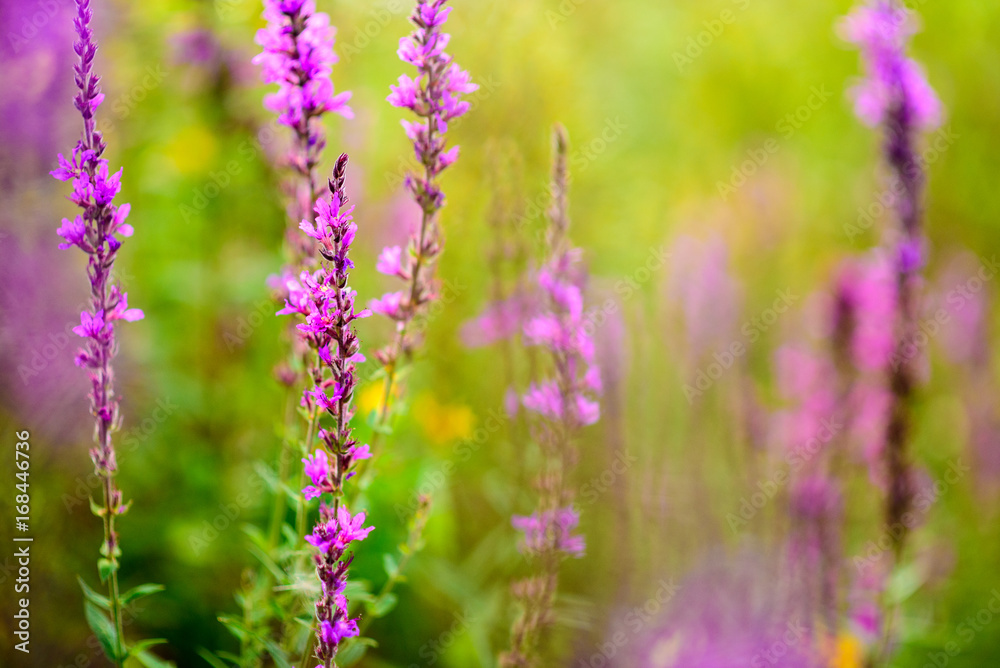 Flower Flower