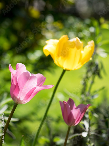 Gelbe und rosa Tulpen im Gegenlicht im Garten