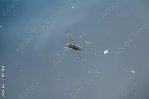 Background texture, water with insect.Common Pond Skater photo