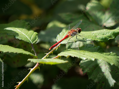 Libellule posée sur feuille
