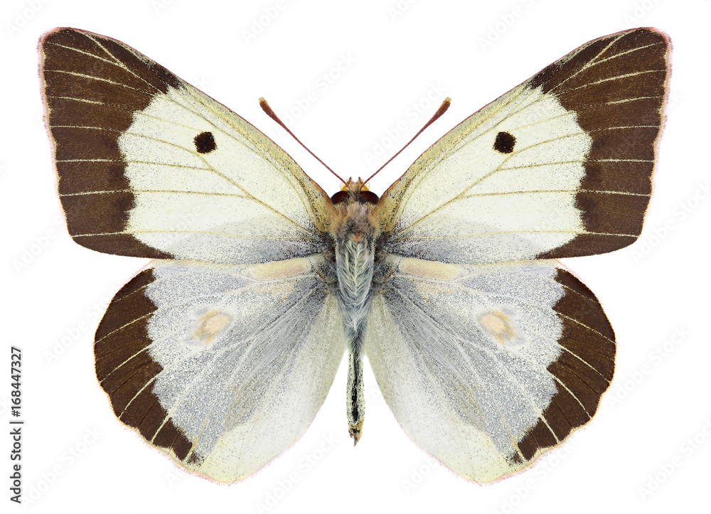 Butterfly Colias chlorocoma (male) on a white background Butterfly Colias chlorocoma (male) on a white background