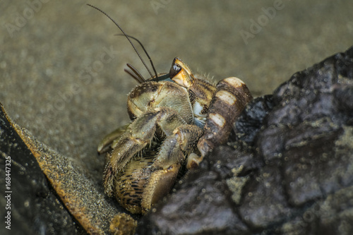 Crab Anomura