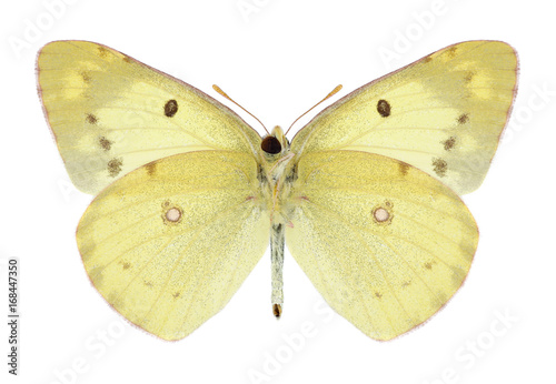 Butterfly Colias poliographus (underside) on a white background