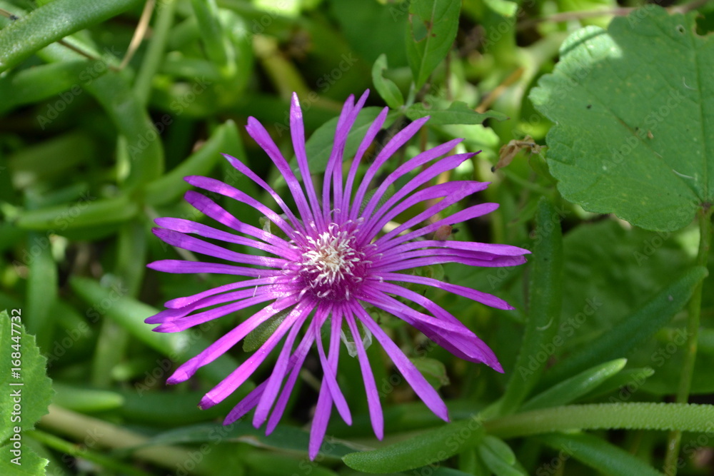 Obraz premium fleurs