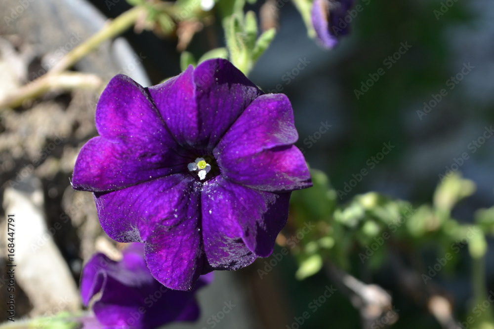 fleurs fleurs