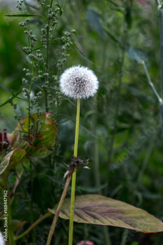 Fototapeta Naklejka Na Ścianę i Meble -  seeds of a dandelion on a green background