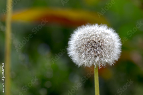 seeds of a dandelion on a green background