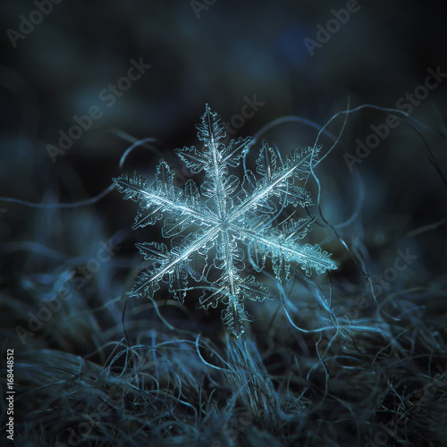 Photography Real snowflake macro photo: large stellar dendrite snow crystal with complex shape, fine hexagonal symmetry and long, elegant arms with many side branches