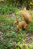 Wild red-haired squirrel on the ground in the grass near a tree in the forest.