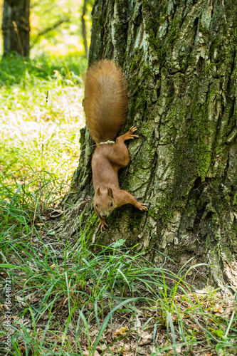 Wild red-haired squirrel on the bark of a tree in the forest.
