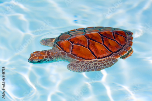 Baby turtle in the water, Mexico