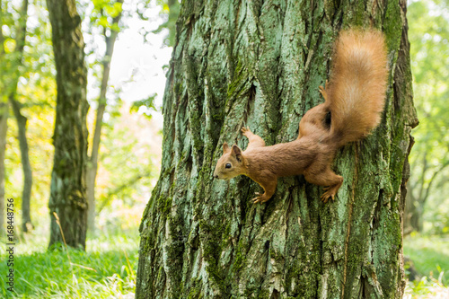 Wild red-haired squirrel on a tree in the forest. Space for text.
