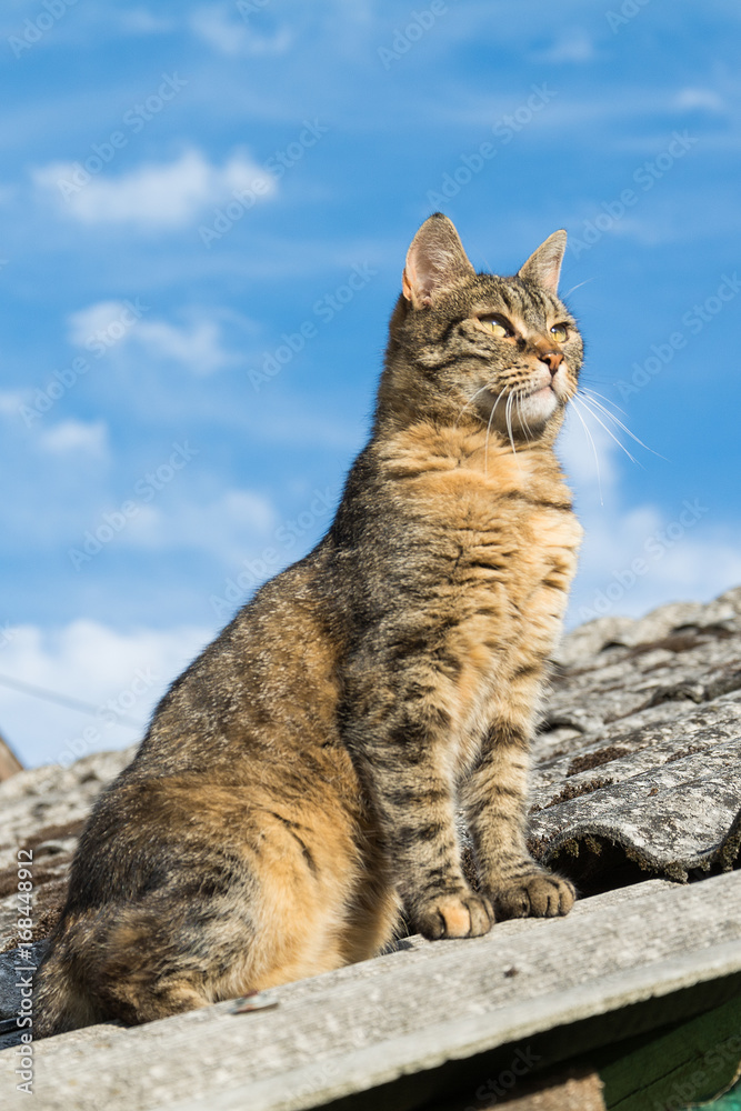 Fototapeta premium Tabby calm cat sitting on the shiver roof 